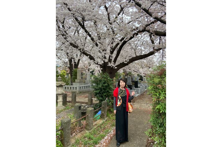 青山墓地お花見
