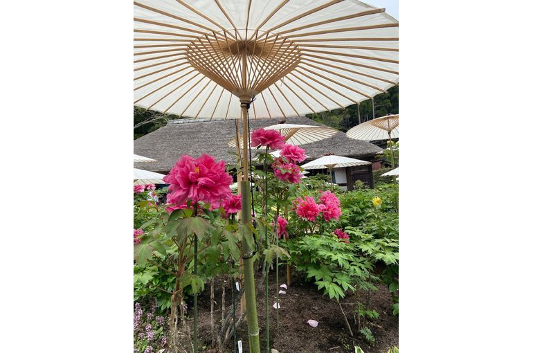 牡丹のお花