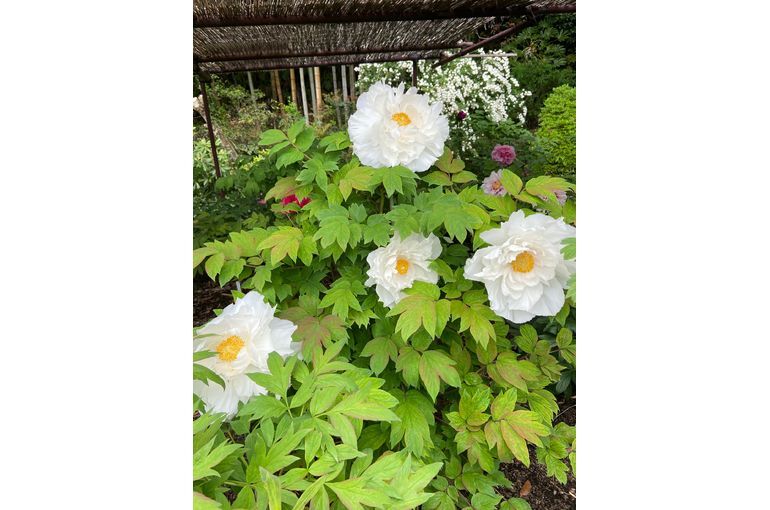 牡丹のお花
