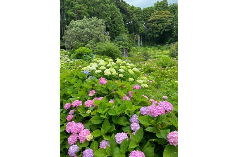 あじさい屋敷