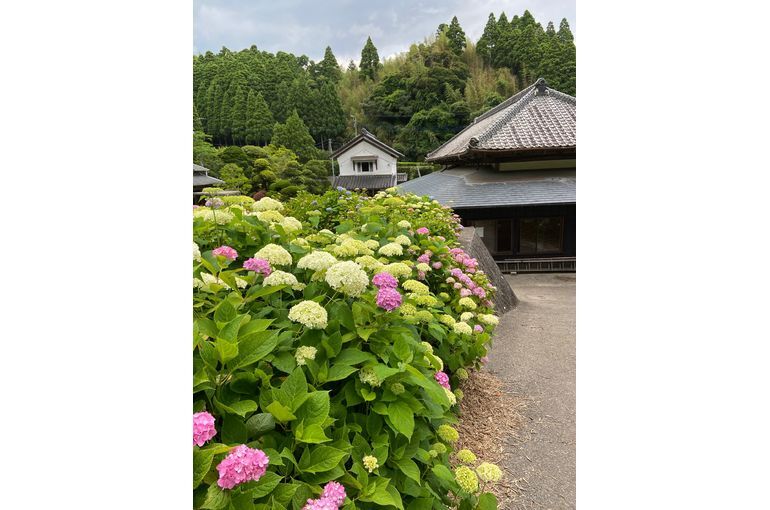 あじさい屋敷