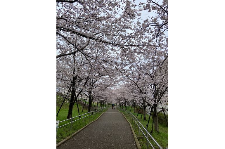 桜