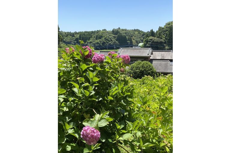 あじさい屋敷