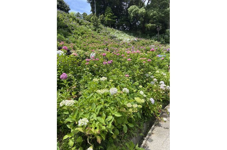 あじさい屋敷