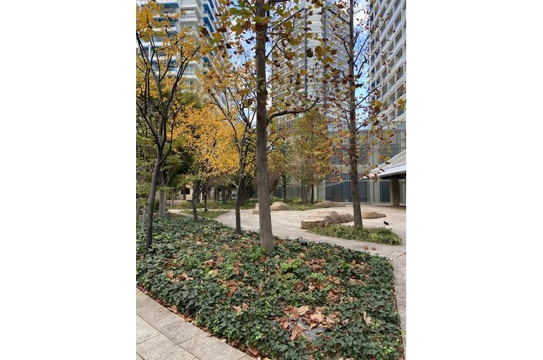 横浜紅葉