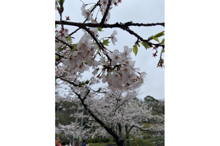 2024の桜